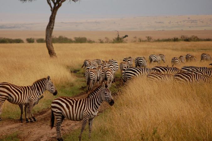 Кения: Истинско сафари преживяване  Посещение на Масай Мара, Найроби, Найваша, Амбосели
